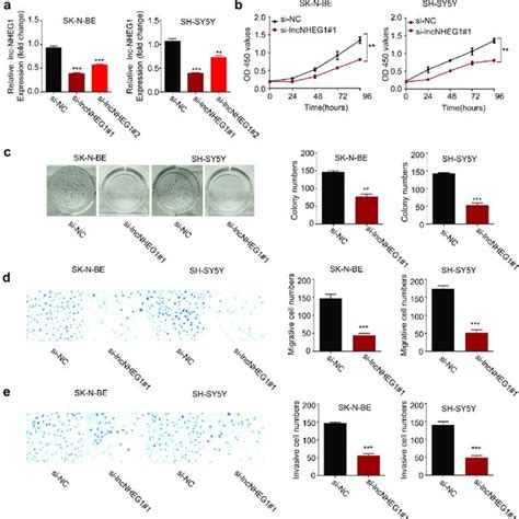 Silencing Lncrna Nheg Inhibits Proliferation Migration And Invasion