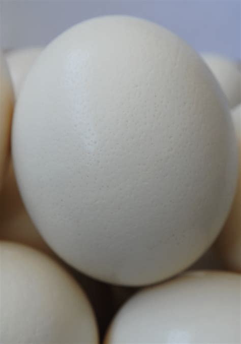 Ostrich Egg Shells Hastings Ostrich Farms Australia