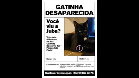 Gata Juba desapareceu no bairro Parque São Paulo CGN O maior portal