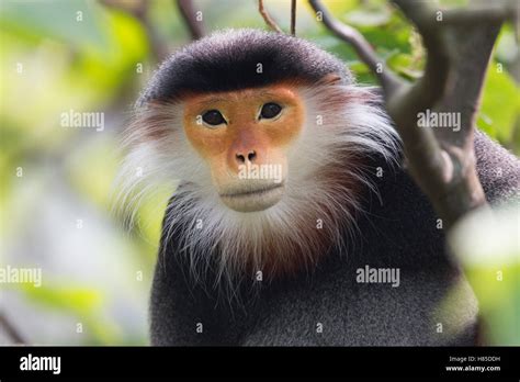 Douc Langur (Pygathrix nemaeus) male, Vietnam Stock Photo - Alamy