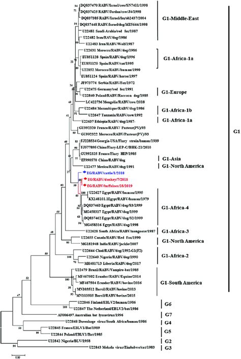 Phylogenetic Analysis Of The Partial N Gene Nucleotide Sequences 465