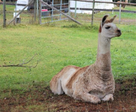 The Largest Llama Sanctuary In Canada Is Just A Short Drive Away