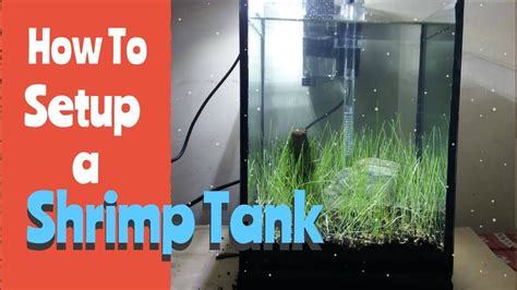 How To Setup A Freshwater Shrimp Tank YouTube