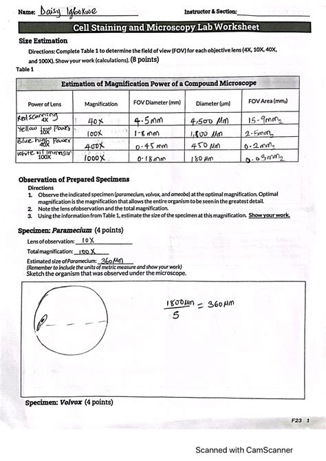 Cell Staining And Microscopy Lab Worksheet Bio L Studocu