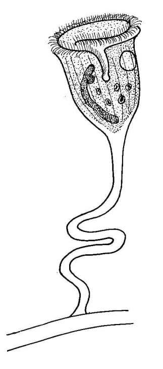 Biological drawings. Structure of Vorticella. Biology teaching ...