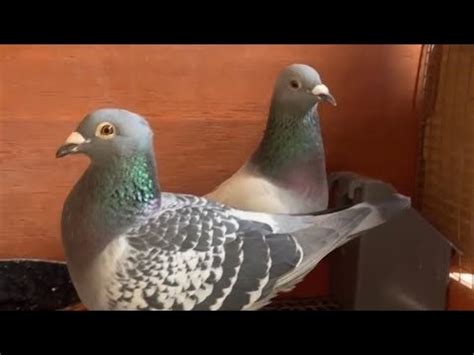 Taking Care Of Racing Pigeons Breeders 2023 New Racer Flyer Breeder