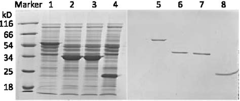 Figure From Secreted Protein Hp Of Helicobacter Pylori Strain