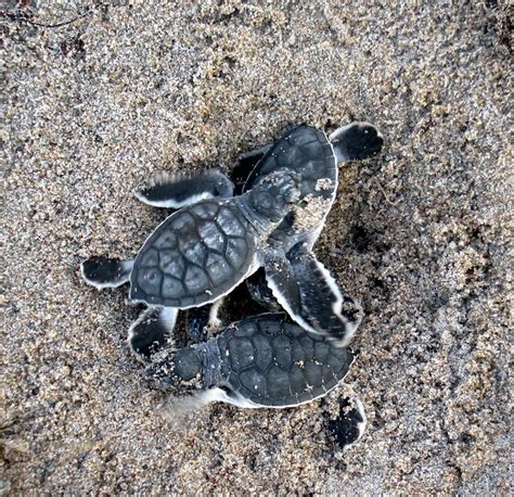 Sea Turtle Hatchling Release At Gumbo Limbo Nature Center