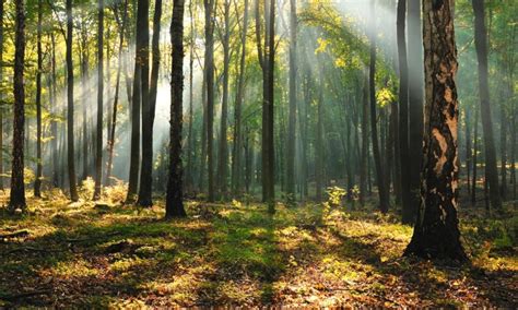 e-Forest - Ой мод, байгаль дэлхийгээ хамгаалцгаая!
