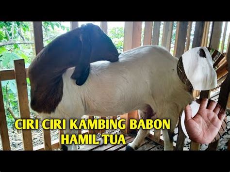 Ciri Ciri Kambing Babon Betina Hamil Tua Youtube