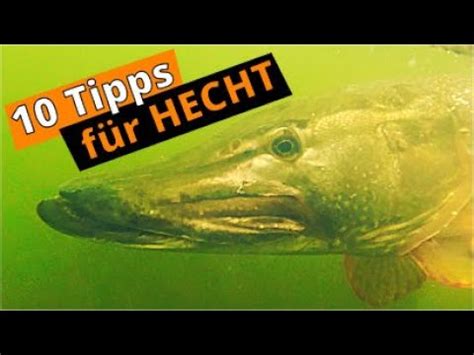 HECHTANGELN 10 wichtige Tipps für deinen Fang Erfolg vom Ufer