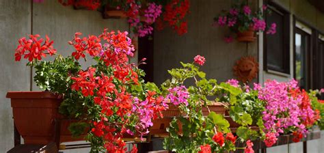 Do Geraniums Like Sun Or Shade [Tips And Care] | Garden Made Simple