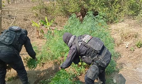 Destruyen policías estatales 200 plantas de mariguana en Cuanacaxtitlán