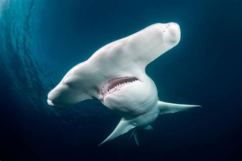 Shark Mysteries The Bizarre Reasons Behind Hammerheads Unique Heads