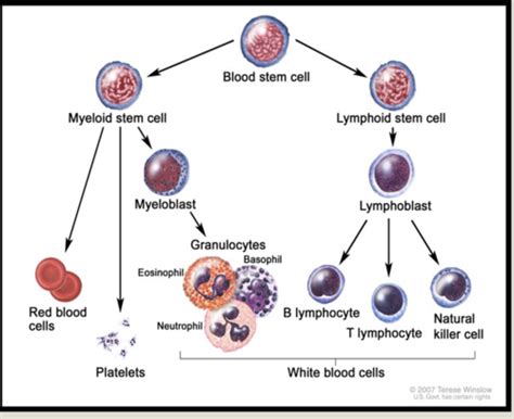 WBC Count and Differential; Smear Flashcards | Quizlet