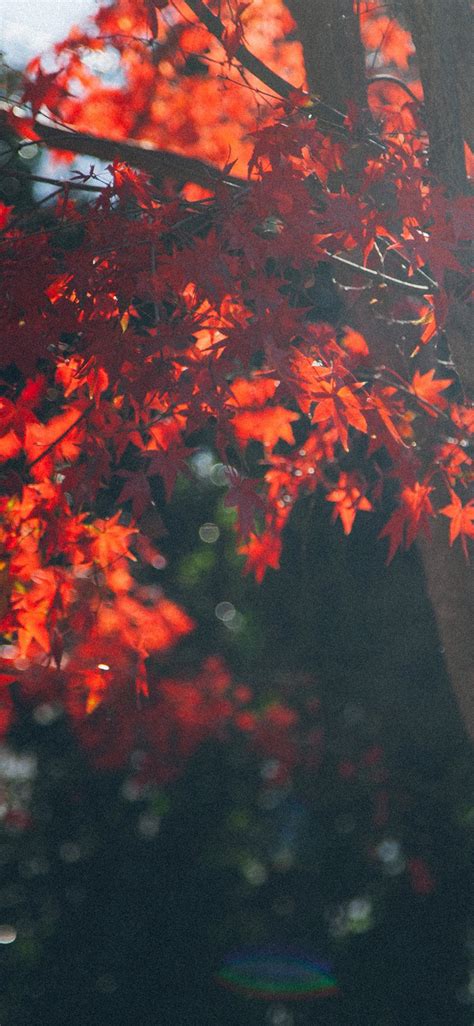 Fall Pastel Wallpaper Kolpaper Awesome Free Hd Wallpapers