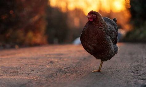 6 Razones Por La Que Las Gallinas Se Paran En Una Pata Gallinas Ponedoras