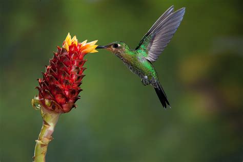 Hummingbird Nectaring Jim Zuckerman Photography Photo Tours