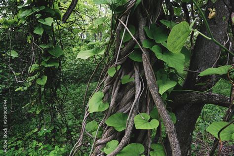 Tropical Jungle Lianas Exotic Forest Plants Exotic Forest Plants