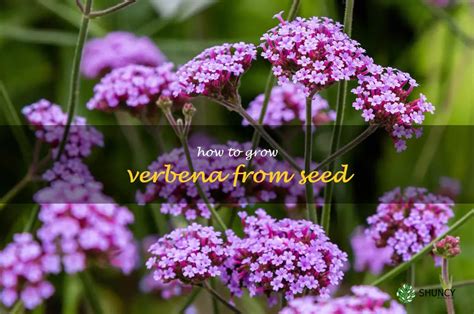 Grow Verbena From Seed A Step By Step Guide Shuncy