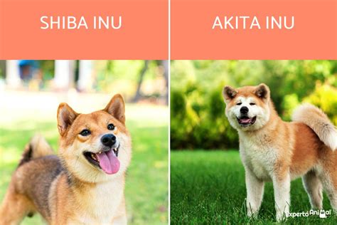 What The Diff Between A Shiba Inu And Akita