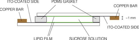 Schematic Representation Of The Electroformation Chamber Side View