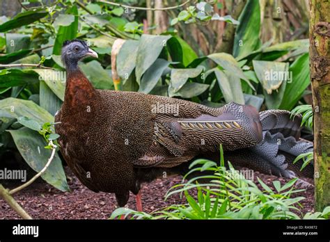 Great Argus Argusianus Argus Phasianus Argus Tropical Pheasant