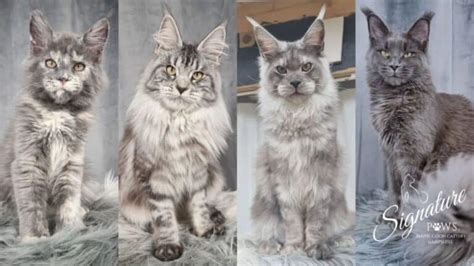 Maine Coon Paws Vs Normal Cat Paws 7 Cute Differences