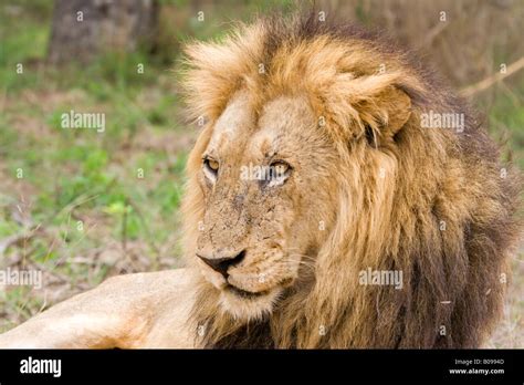 A Male Lion Resting Stock Photo Alamy