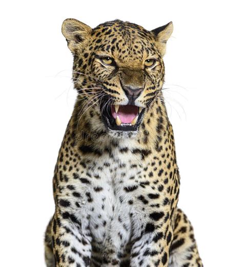 Spotted Leopard Roaring And Showing His Canines Aggressively Panthera