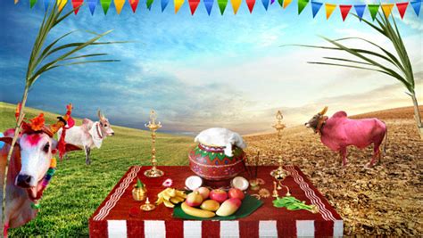 Hindu Festivals Pongal