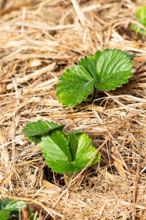 How To Protect Strawberry Plants For Winter In Pots Or In The Ground