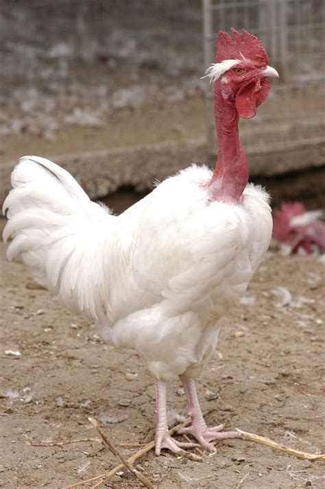 Transylvanian Naked Neck Chicken Breeds Geneconservation Hu