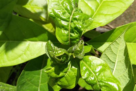 Annoying Avocado Leaf Problems And How To Fix Them