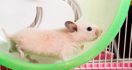 Things To Know Before Getting A Hamster Petcoach