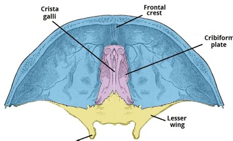 Anterior Cranial Fossa Diagram Quizlet