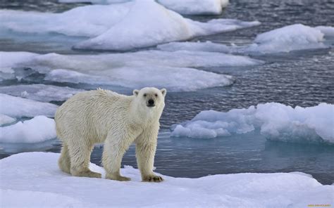 Oso Polar Fondo De Pantalla Hd Fondo De Escritorio 1920x1200 Id