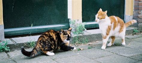 cat chasing tail and growling - Amenable Blogger Gallery Of Images