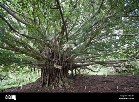 A large spreading banyan tree (Ficus sp.) sends aerial roots around a ...