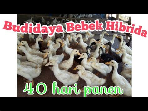 Cara Ternak Bebek Pedaging Umur 40 Hari Panen YouTube