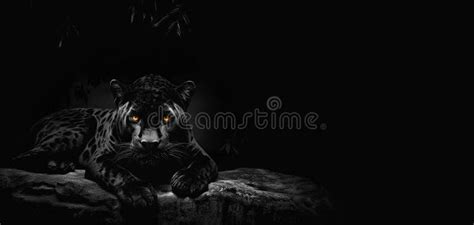 Black Jaguar Lying On Rock On Black Stock Illustration Illustration