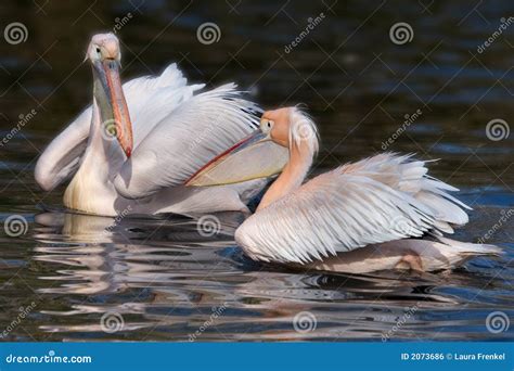 Pelican Couple Picture Image 2073686