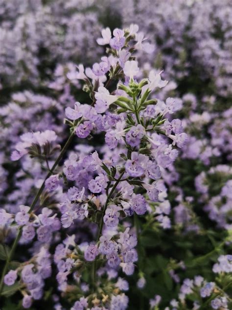 6 Plantes Magnifiques pour Éloigner les Moustiques Hacks De Vie