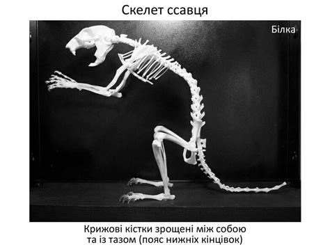Порівняння будови скелетів хребетних тварин. ПР №5 - online presentation