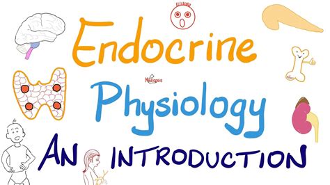 Endocrine Physiology Introduction Endocrinology Series YouTube