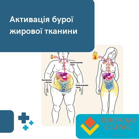 Активація бурої жирової тканини — Клініка Бровко