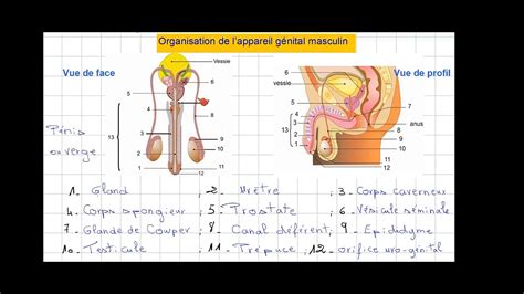 Organisation De L Appareil Reproducteur De L Homme Youtube