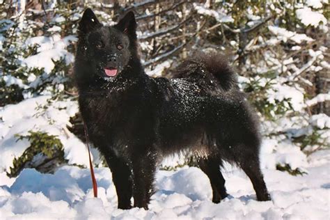 Swedish Lapphund Dog Breed Information - American Kennel Club