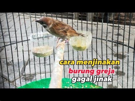 Cara Menjinakan Burung Greja Gagal Jinak Rawatan Dari Lolohan Youtube