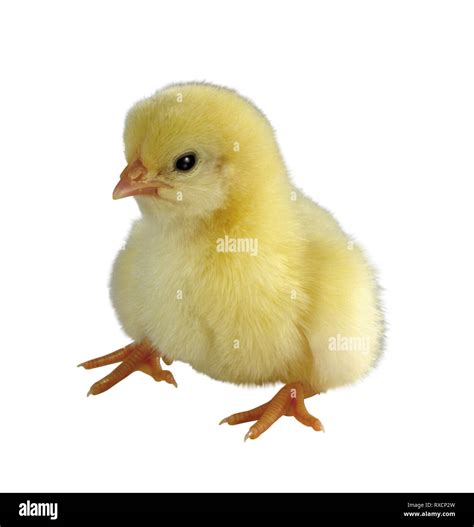 A new born baby yellow chicks - Stock image Stock Photo - Alamy